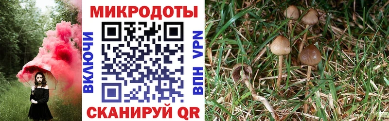 Псилоцибиновые грибы Psilocybine cubensis  Абакан 